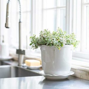 Berry & Thread Planter & Saucer Juliska