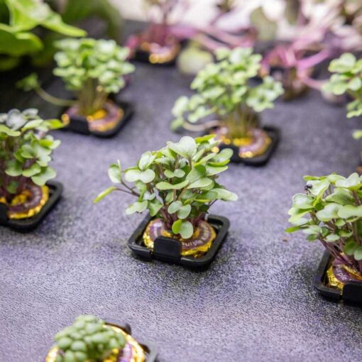 Rise Gardens Personal Indoor Rise Garden - Image 3