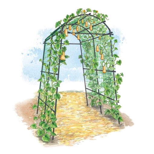 Gardener’s Supply Company Gardener’s Supply Company Extra Tall Garden Arch Arbor 80in Titan Squash Tunnel